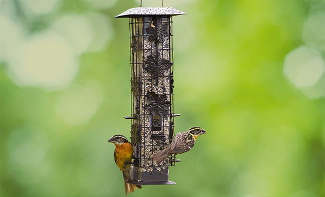 Squirrel-Be-Gone Wild Bird Feeder