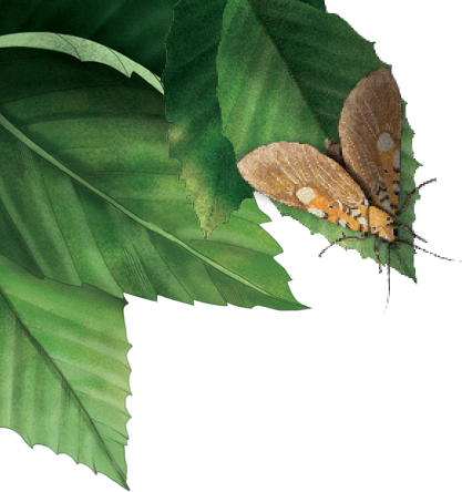 Stink bug climbing on leaves