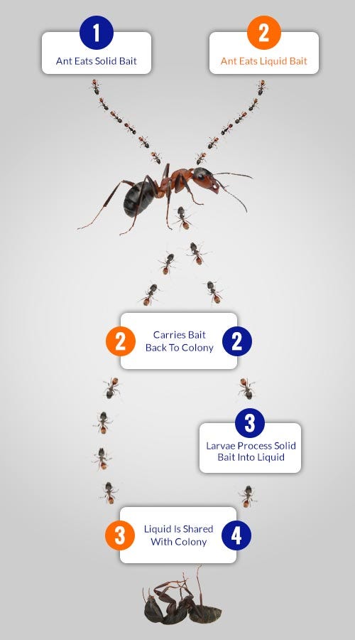 Diagram of Ants taking poisoned bait back to their nest, where they and other ants will die