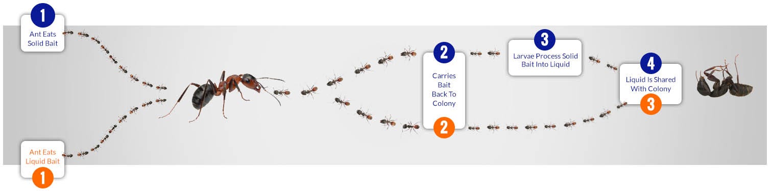 Diagram of Ants taking poisoned bait back to their nest, where they and other ants will die